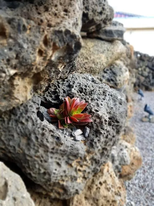 Dal Chae Villa Jeju